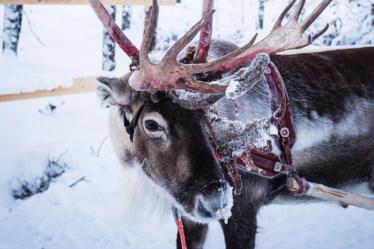 All of Santa’s reindeers were female. True google Reindeer ecology…