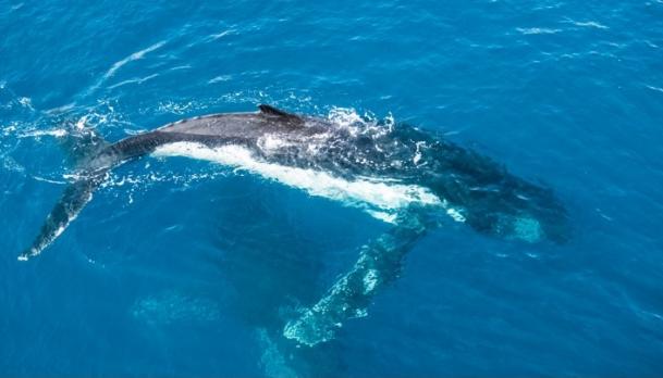 The mid-year spell in the Kimberley was as rewarding as ever and the second book, ee, the kimberley is being very well received, so a big thank you for all the support. A highlight of the 2017 season was these Humpbacks whales playing around our ship.